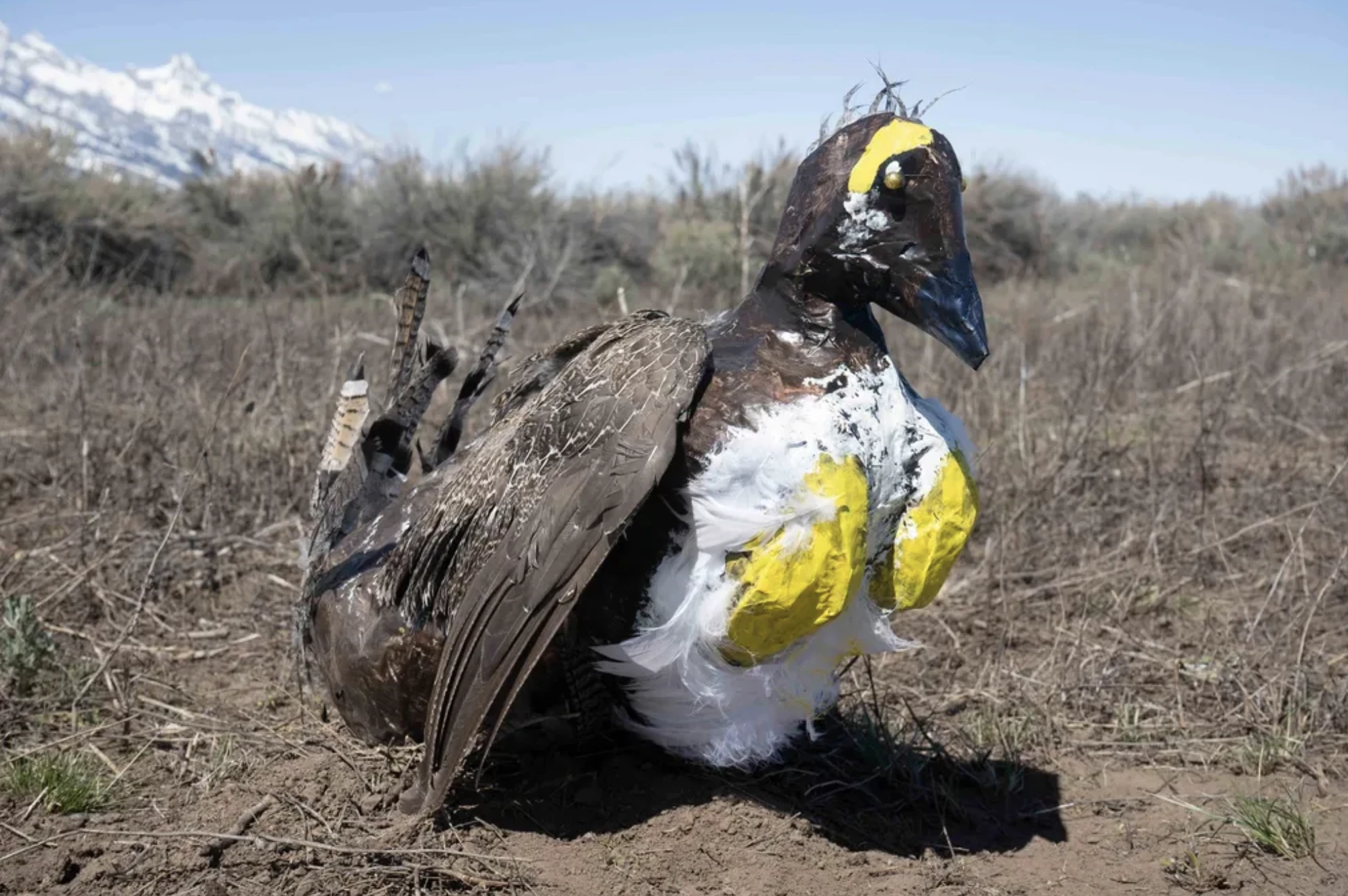 Can this replica attract the real birds? Rangers hope so