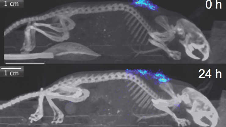 Showing the slow-release of the medication as the solution dissolves and spreads through an animal's body