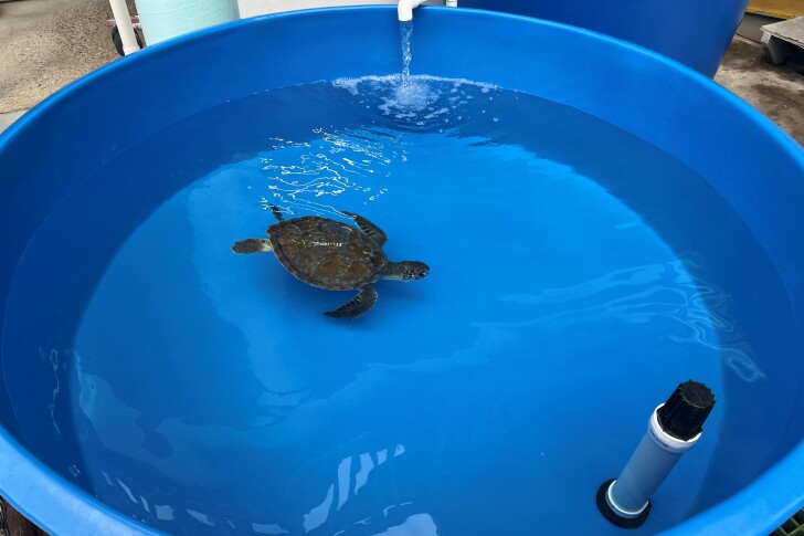 A turtle swims in one of the sunnier tanks used in the study