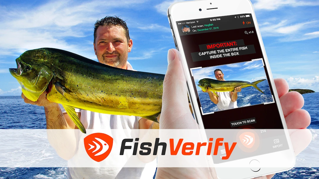 FishVerify can identify the species of a fish from a quick scan, and bring up information on the laws around it