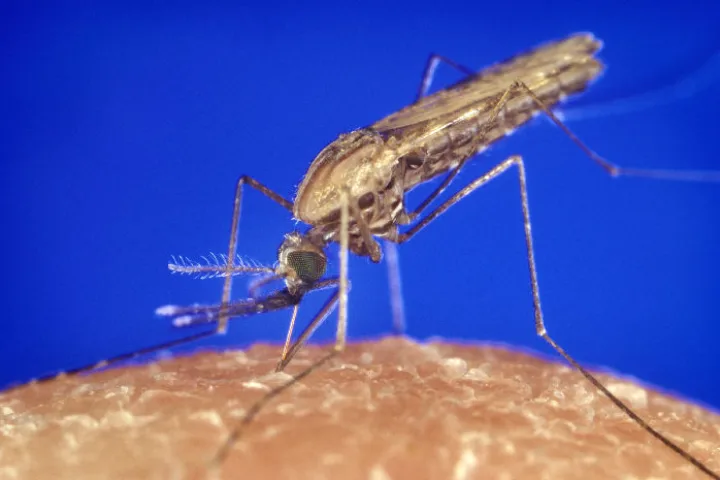 Anopheles Gambiae mosquito
