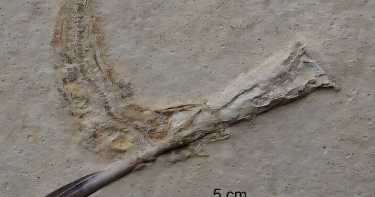 Ancient fish fossils reveal first known choking cases Ancient fish fossils reveal first known choking cases