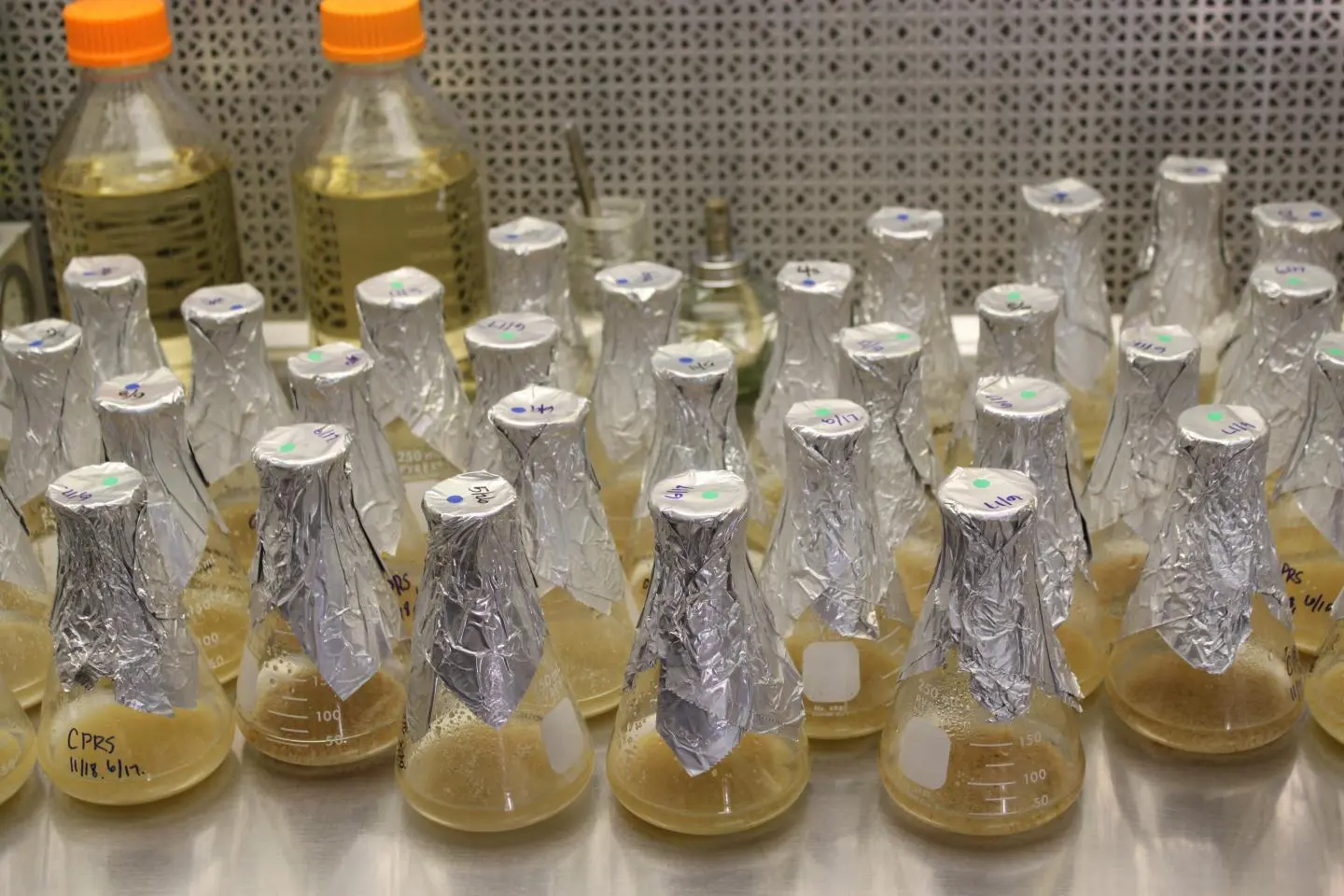 Researchers nurture plant cell selections for high-protein rice lines