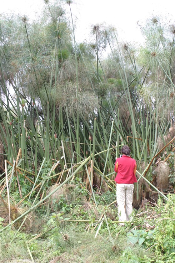 One of the last stands of papyrus along Lake Naivasha (Photo: University of Leicester)