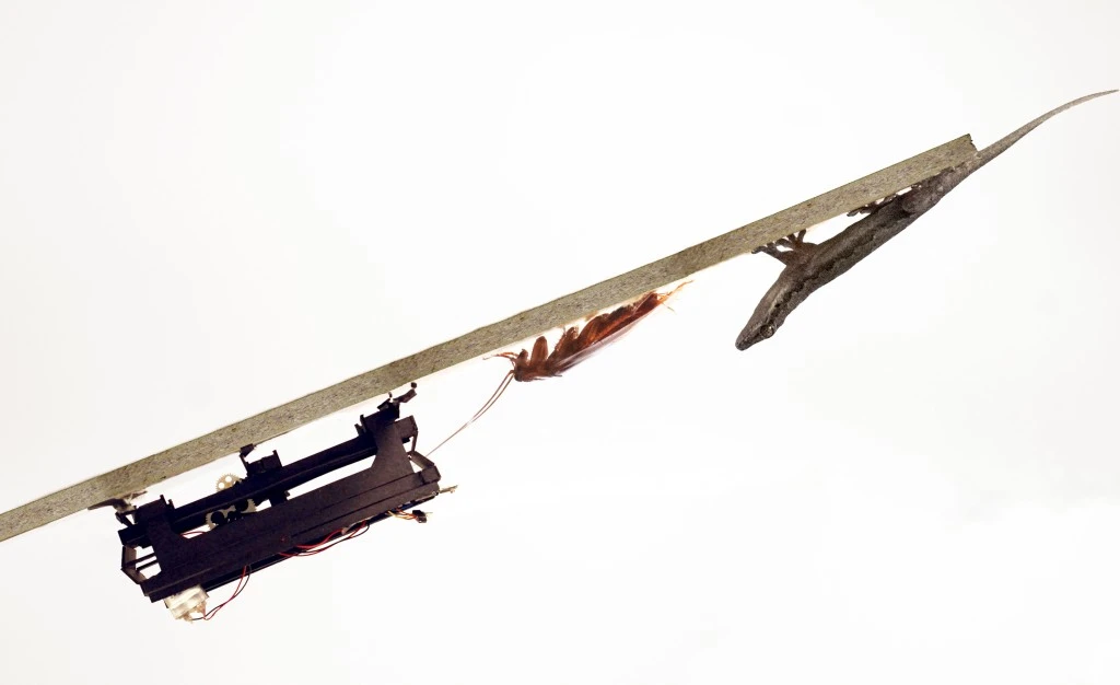 The DASH robot, a cockroach and a gecko are all capable of running to the edge of a ramp, and flipping themselves onto its underside