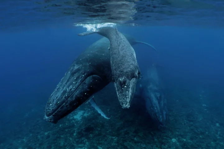 Commended, Category - Compact. Humpback whales off the coast of Tonga