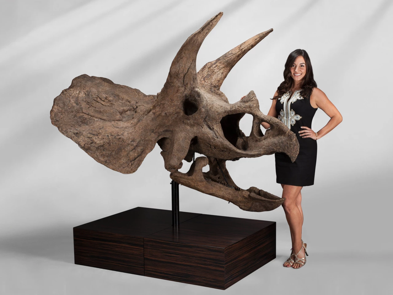 Triceratops skulls are by far the largest, most distinctive and impressive skull of any dinosaur. Triceratops skulls are often over 10 feet in length, which means that the brain immediately tries to imagine something big enough to have such a large head. Up close, a 10-foot skull is overwhelming in its presence. This skull sold for $187,500 at Heritage in November, 2017.