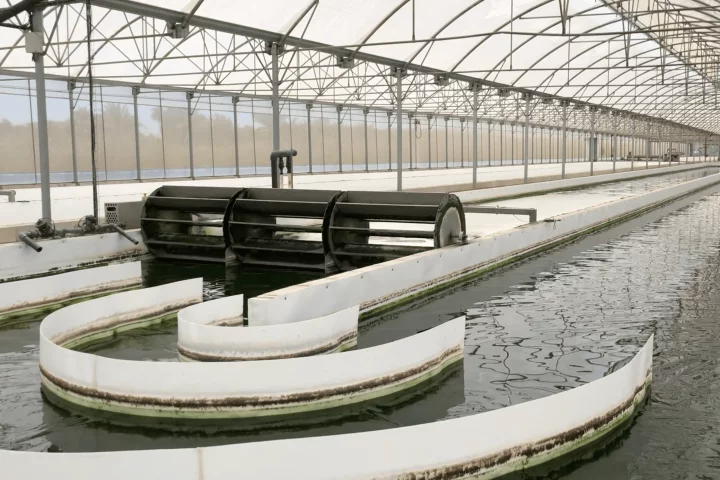 A "raceway"-type microalgae pond, which could be used to purify irrigation runoff from greenhouses