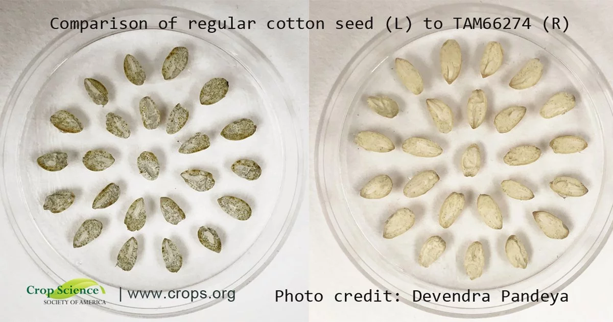 Regular cotton seeds (left), as compared to the new variety