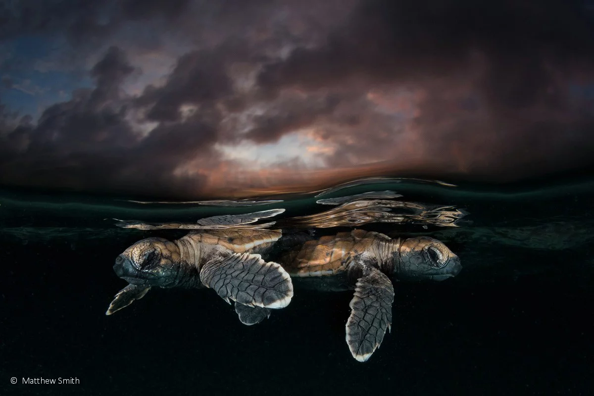 Threatened Species winner: Maybe 2 in a 1000, Hawksbill turtle (Eretmochelys imbricata), by Matty Smith – Two newly-hatched, critically-endangered Hawksbill turtles have achieved their first major life goal of reaching the water