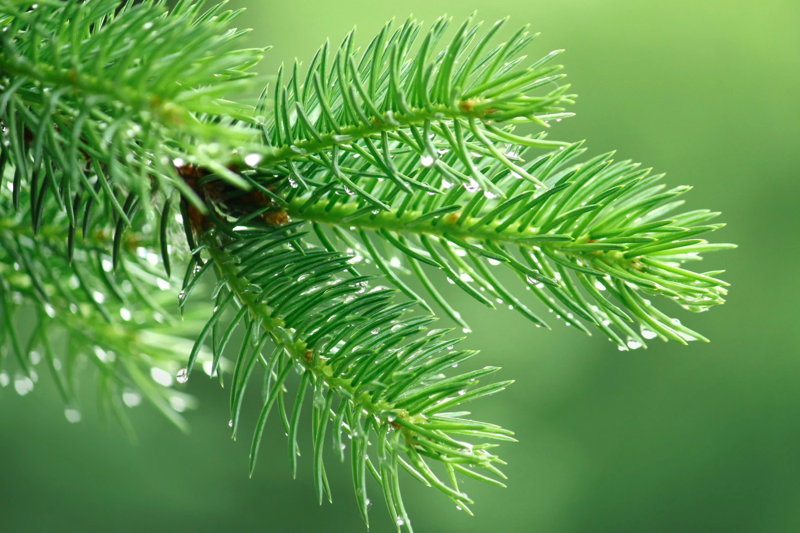 Scientists have produced a renewable plastic made with pinene, which is found in pine needles