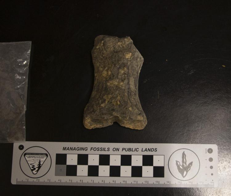 A bone fragment uncovered in France that is roughly 21,000 to 49,000 years old