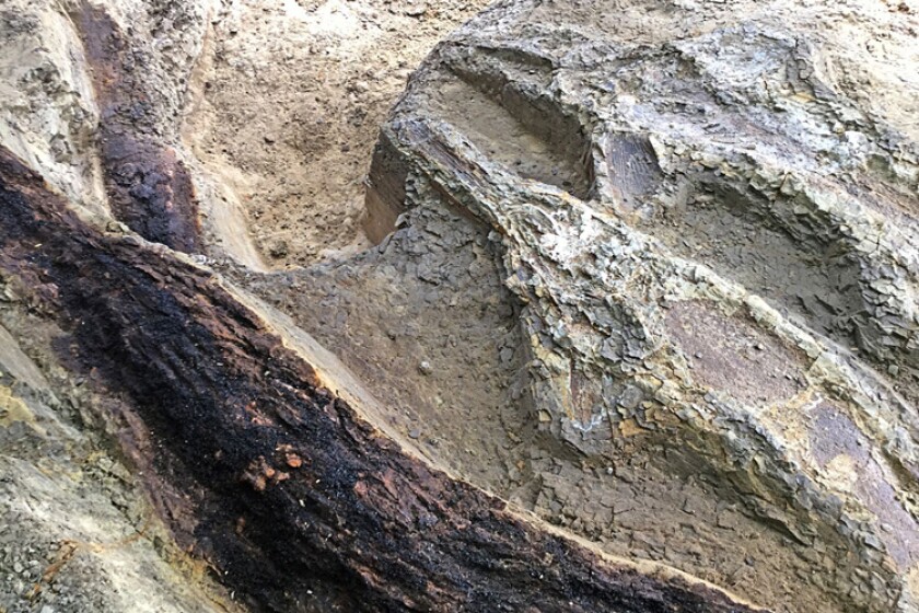 Fish carcasses and two logs tossed together by the seiche created by seismic waves from the meteor impact