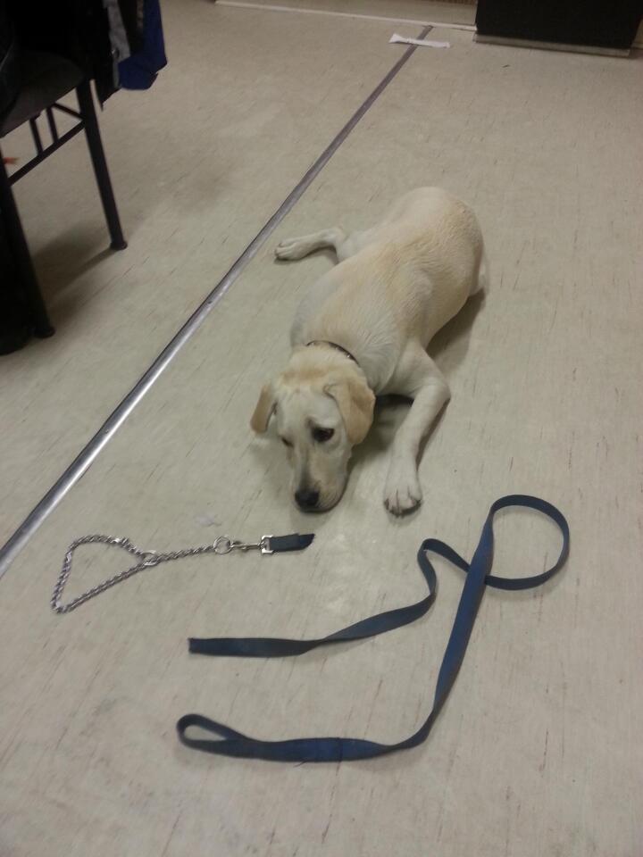 Hipster rehabilitation brace aims to treat hip dysplasia in dogs