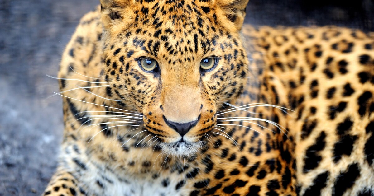 How animals really get their ‘perfectly imperfect’ spots and stripes How animals really get their ‘perfectly imperfect’ spots and stripes