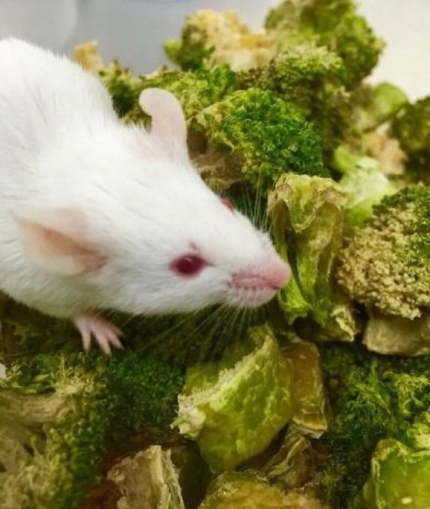 One of the mice fed with the engineered microbes