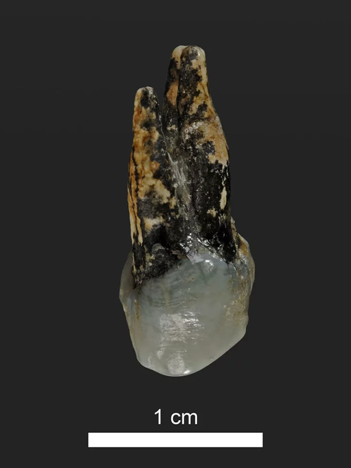 The Graecopithecus premolar found in Bulgaria, with fused roots that suggest it belongs to the early human branch of the family tree