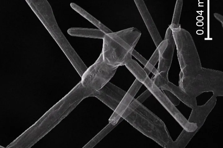 A microscope image of aerographite, which is now officially the world's lightest solid material (Image: Technical University of Hamburg)