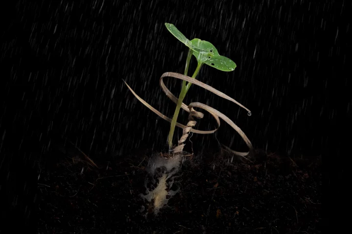 The E-seed (pictured) was inspired by the seed stalks of Erodium plants