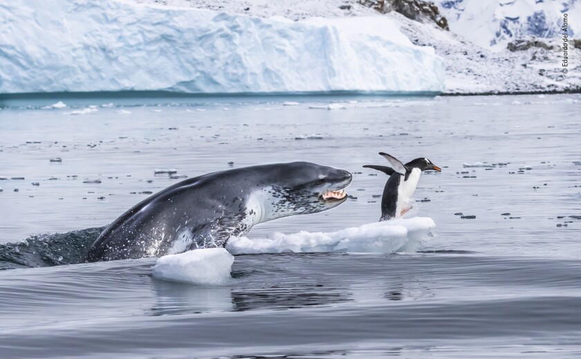 "If penguins could fly" by Eduardo Del Álamo, Spain. Highly Commended 2019, Behaviour: Mammals. A gentoo penguin – the fastest underwater swimmer of all penguins – flees for its life as a leopard seal bursts out of the water.