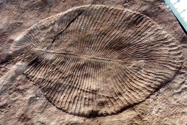 A cast of Dickinsonia, an animal that lived during the Ediacaran period