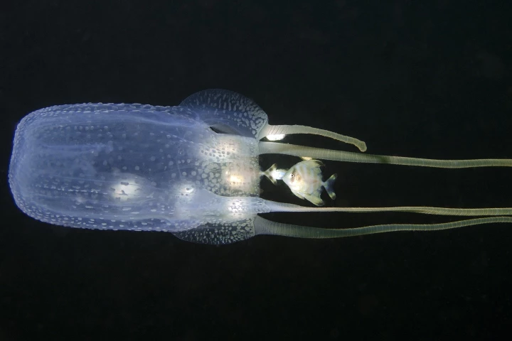 Researchers have found that hot-water immersion is the key to reducing pain from jellyfish stings