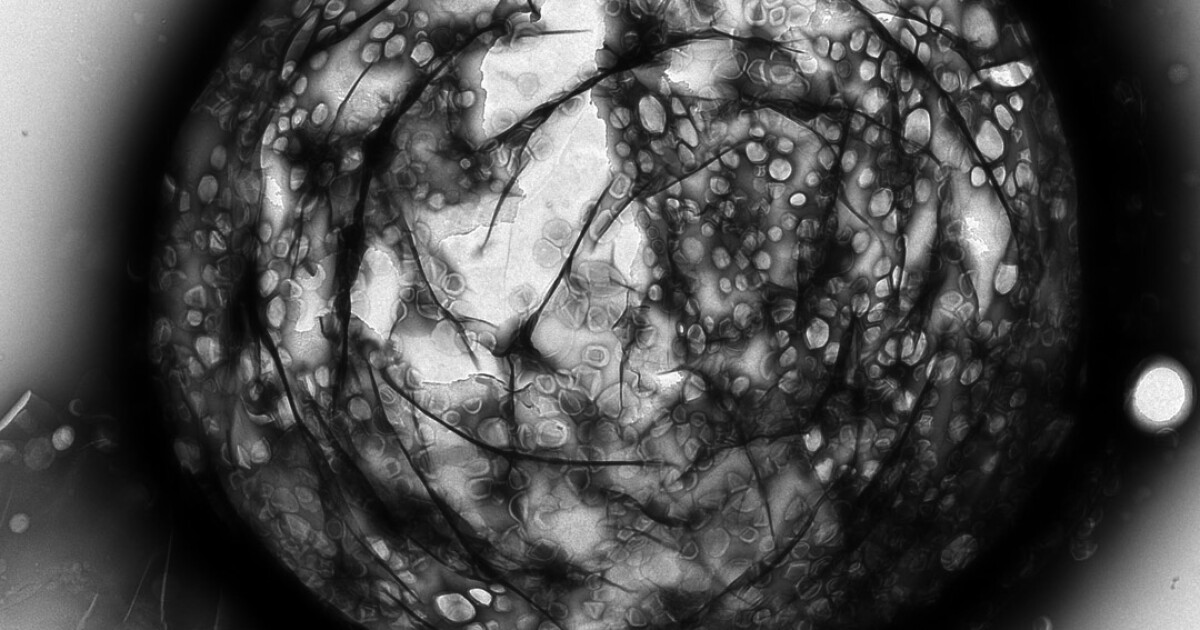 scientific photography competition