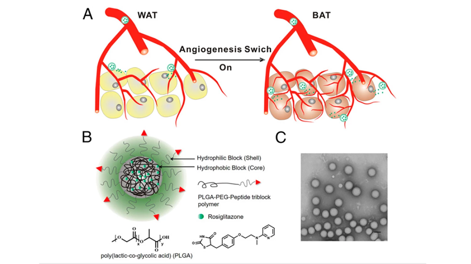 The researchers were able to use nanoparticles (bottom) to deliver drugs that stimulate the growth of new blood vessels in adipose tissue, transforming it from white to brown tissue (top)