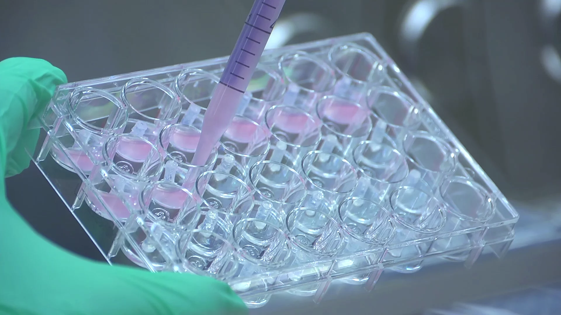 Detail of cultured beef cells in Petri dishes