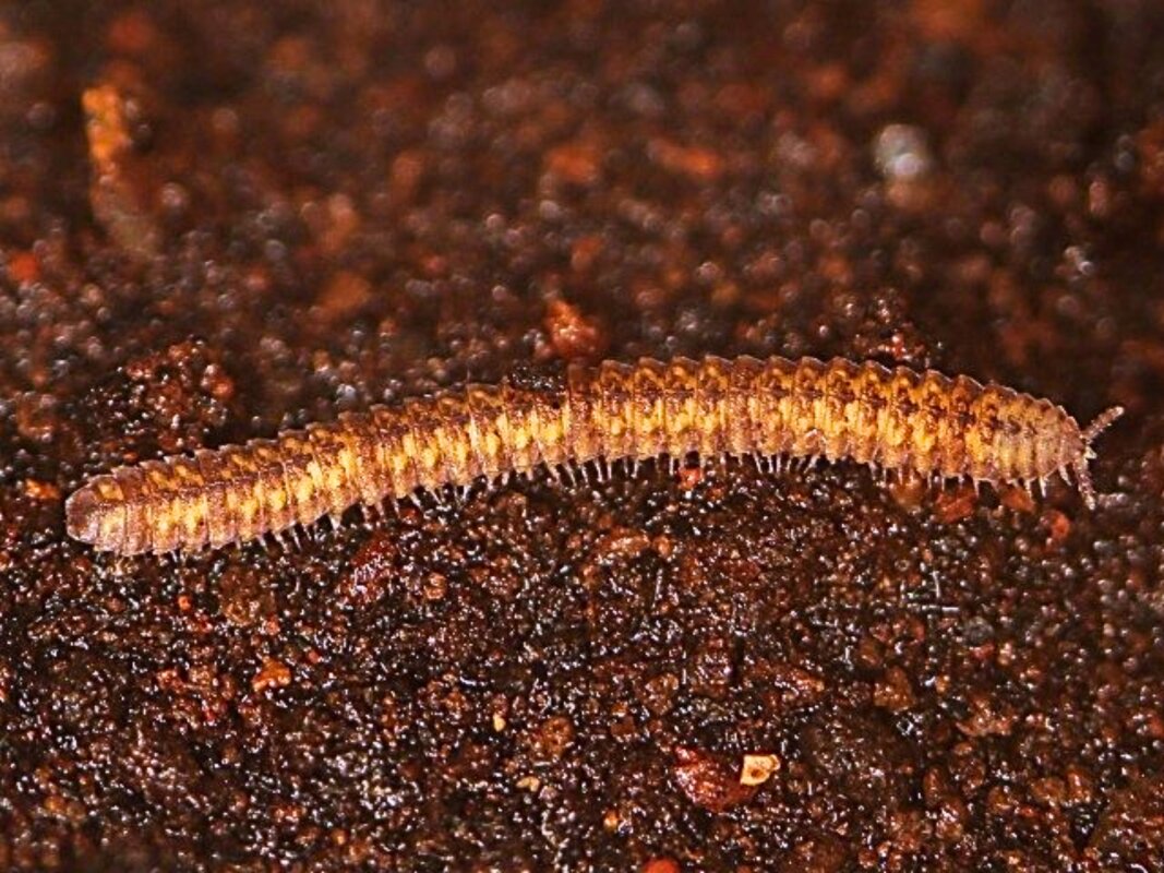 Rare 'white whales' push back date of millipede evolution