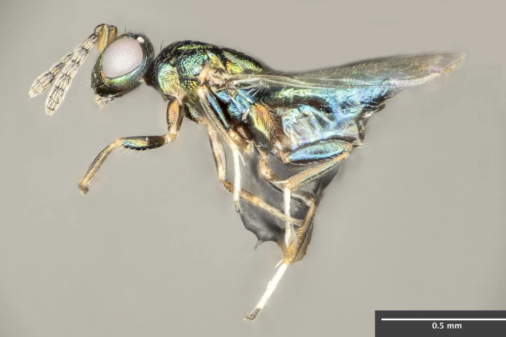The crypt-keeper wasp, Euderus set