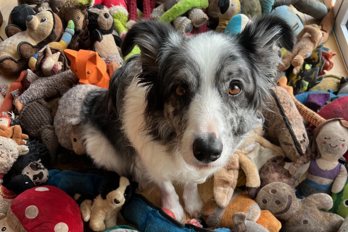 Gifted Word Learner dog Harvey, surrounded by his Pull and Fetch toys