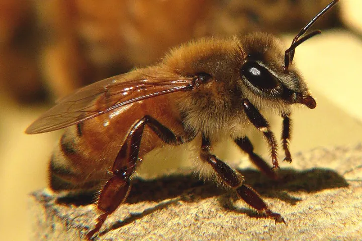 Scientists hope to emulate the honeybee's aerial navigational skills through human technology