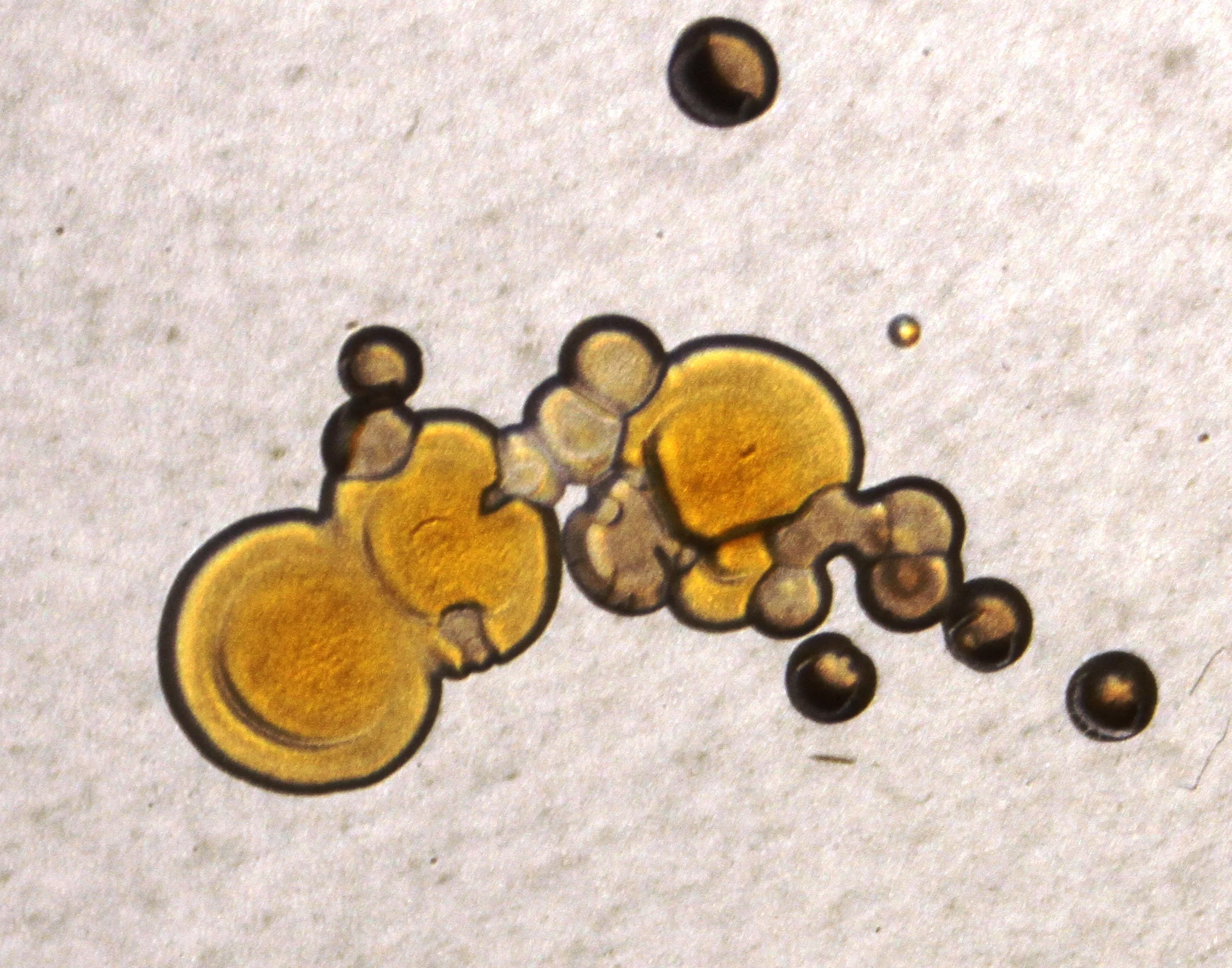Students at the University of Surrey imprint their smartphones onto a bacterial growth medium (Photo: BMS1035 Practical and Biomedical Bacteriology/University of Surrey)