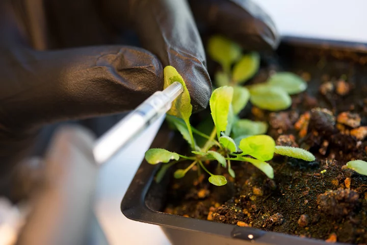By infusing the leaves of an Arabidopsis thaliana plant with nanoparticles, MIT researchers have boosted the plant's energy production (Photo: Bryce Vickmark)