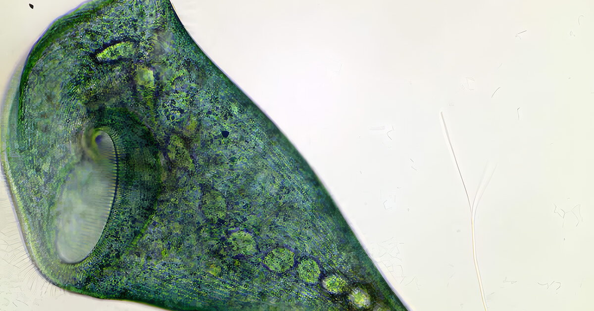 Single-celled blob proves you don't need a brain to learn stuff