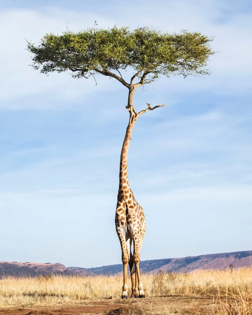 Tree Giraffe (Credit: Justin Peters CC BY-NC-ND 4.0)