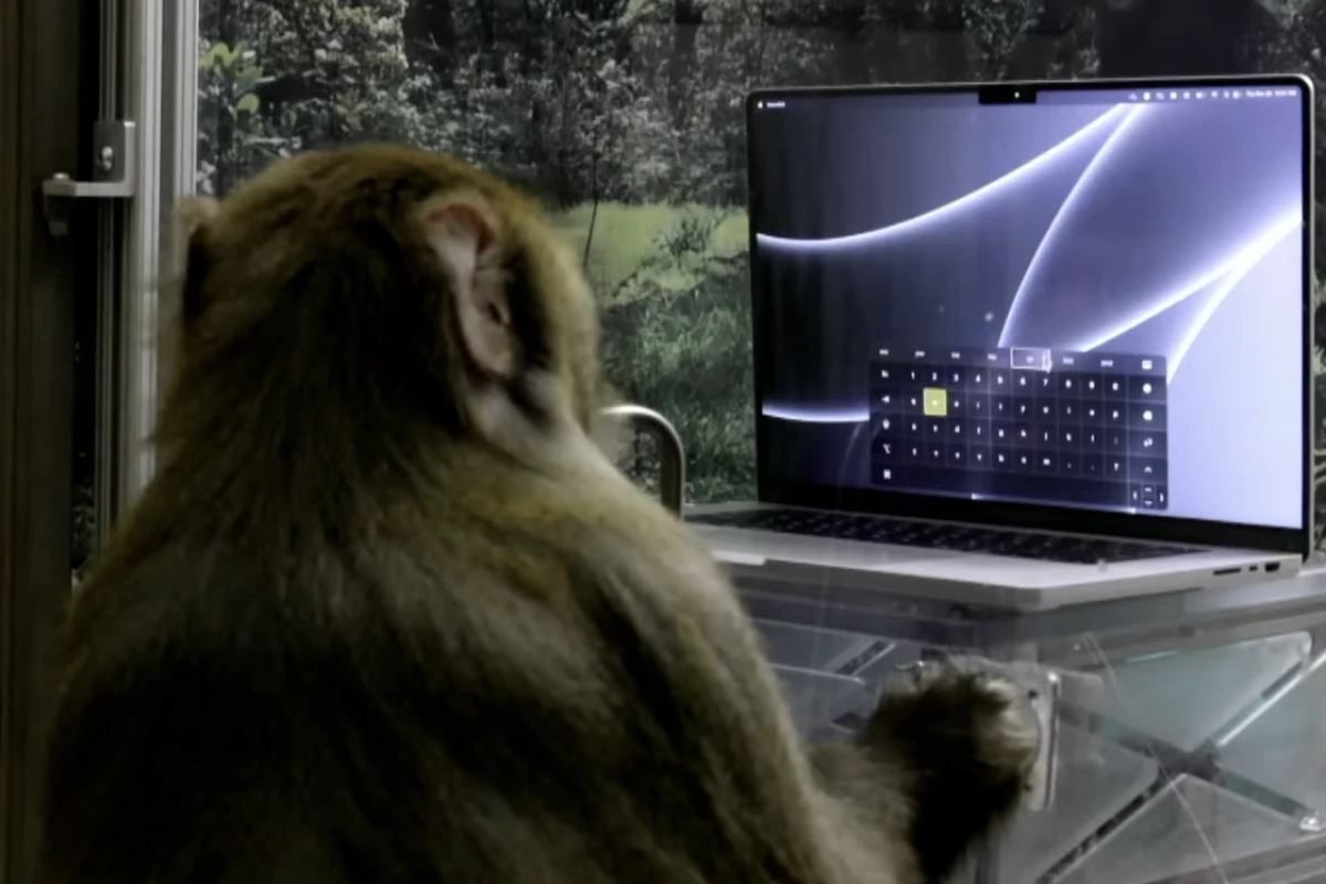 Sake the monkey has become very quick and dextrous in manipulating a mouse pointer using his brain implant