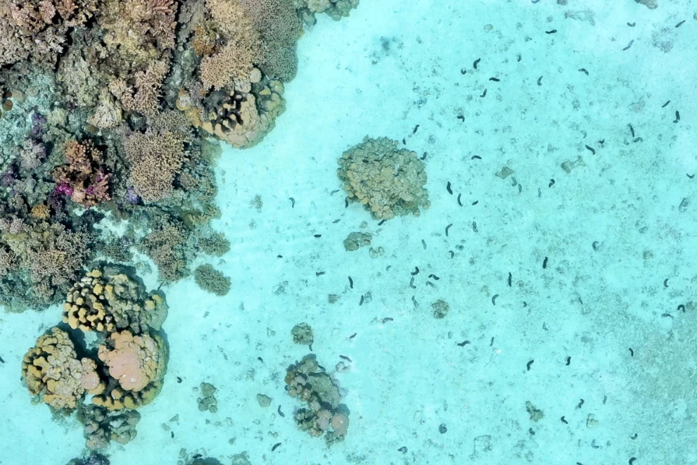 An aerial view of Holothuria atra sea cucumbers near the island of Mo’orea – the species is of little commercial value, so it's plentiful in the region