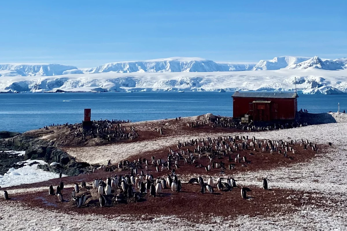 Gentoo penguin colony at a research station at Mikkelsen Harbor