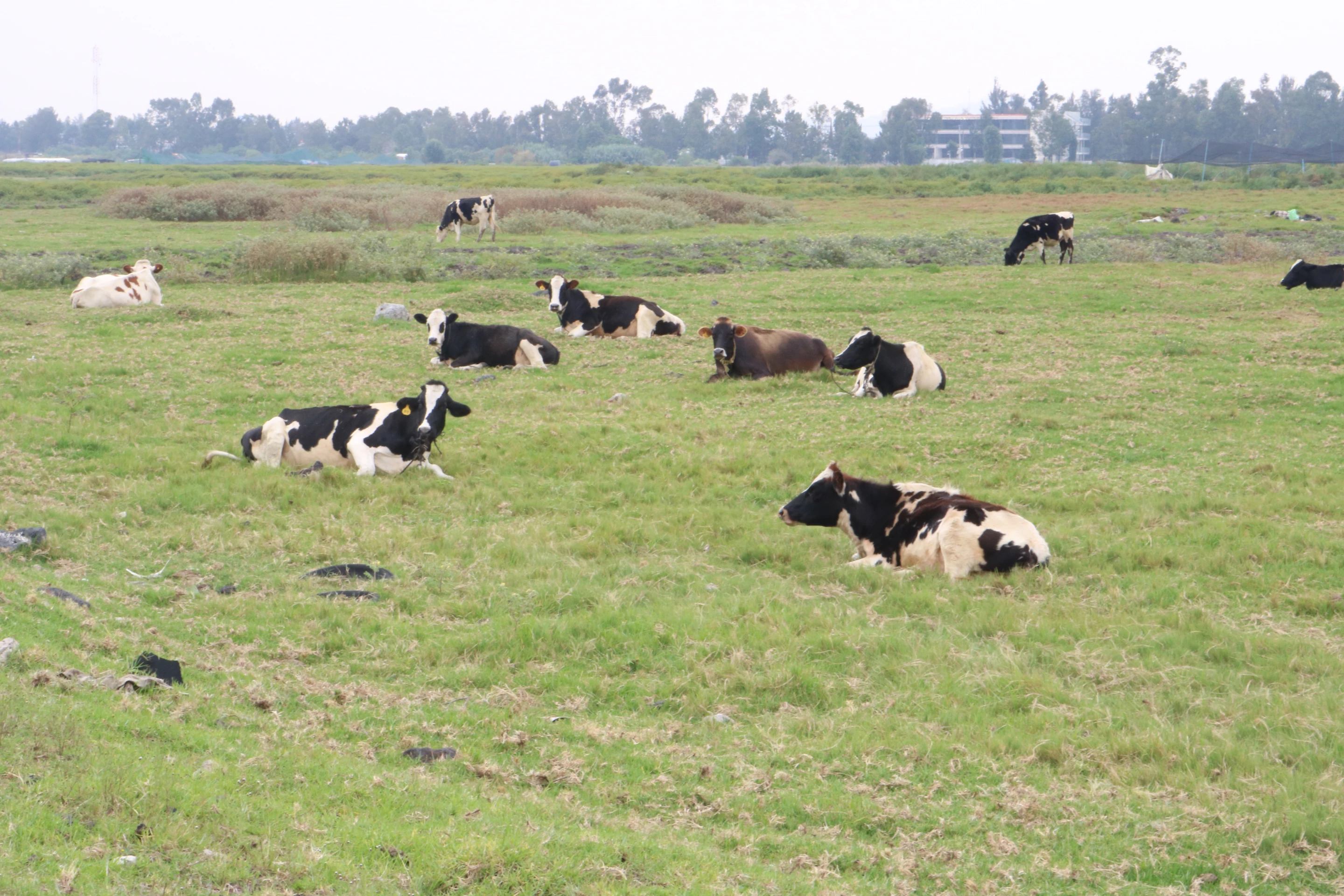Cattle grazing on a dried chinampa field