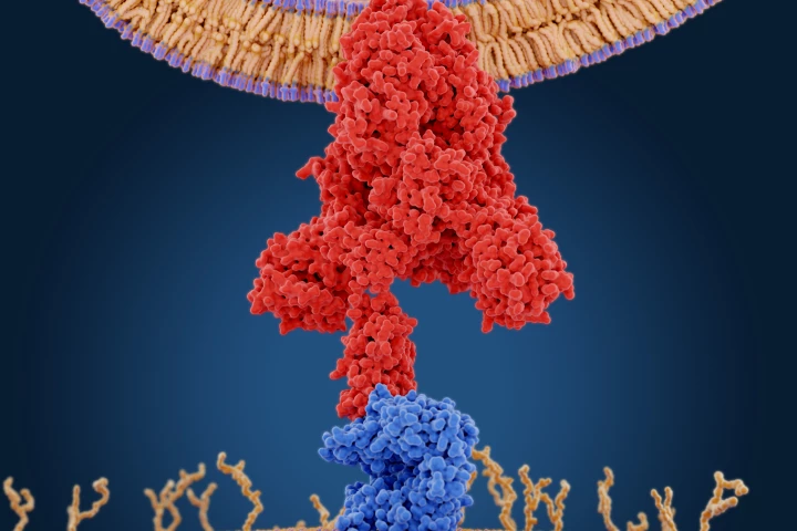 The SARS-CoV-2 spike protein (in red) enters human cells via a receptor called ACE2 (in blue). A study discovered a pre-existing drug can reduce the volume of ACE2 receptors on our cells, hypothetically reducing opportunities for viral infection.