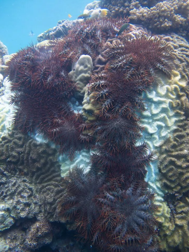 Wild, uncontrollable outbreaks over the past few decades have seen thecrown-of-thorns starfish multiply to devour vast amounts of coral in the Great Barrier Reef, and as it stands there's little that can be done