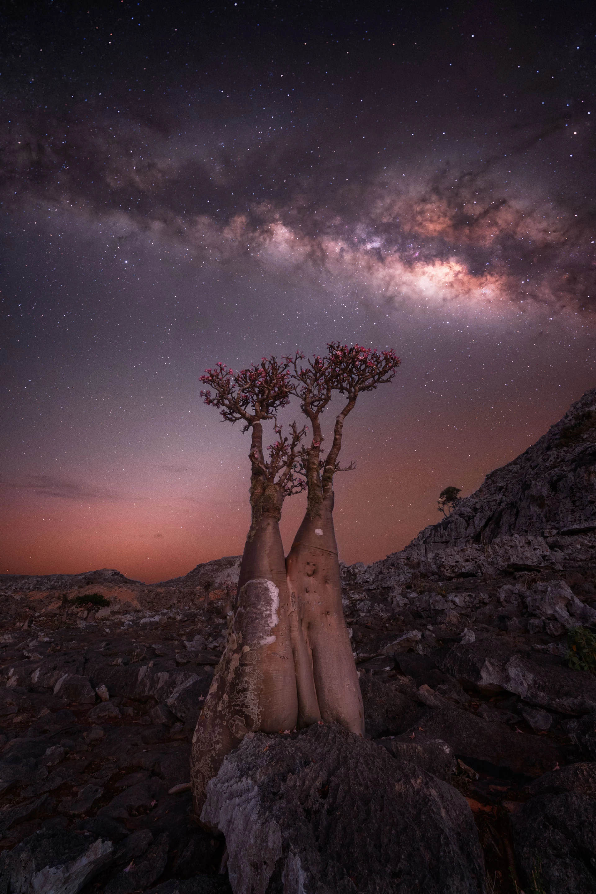Blooming Bottle Tree by Rositsa Dimitrova, taken in Yemen. A confluence of good timing made this photo possible, as the skies hit the darkest rating that night and the bottle trees were in their short blooming window