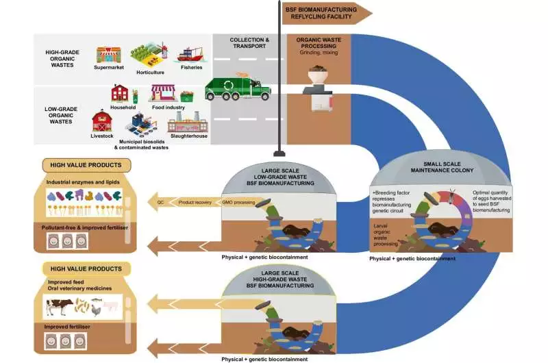 The proposed fly-based biomanufacturing process