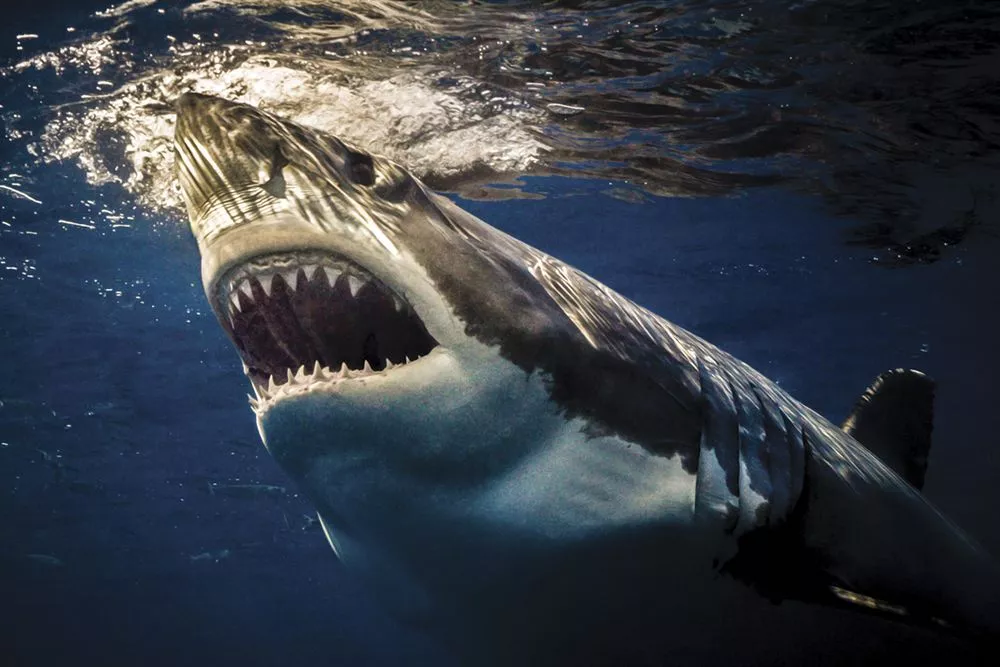 Honorable mention. A toothy snap of a great white shark