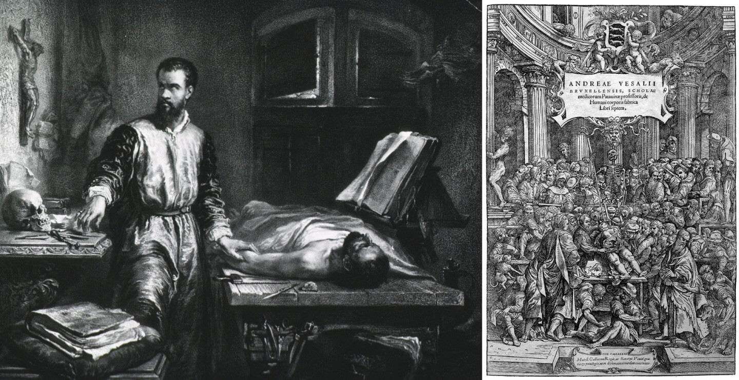 Andreas Vesalius (1514 - 1564) is generally regarded as the founder of modern human anatomy. Vesalius' magnum opus was this De humani corporis fabrica (On the Fabric of the Human Body), which had almost as much impact on the world as did Newton's Principia, revolutionising the science of anatomy and how it was taught.