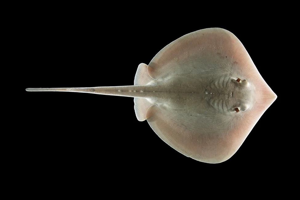 The team compared Atlantic stingrays exposed to oil with others in clean water