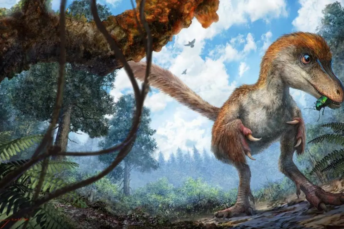 Researchers have found a section of a dinosaur tail with feathers, from a species of Coelurosaur, preserved in amber