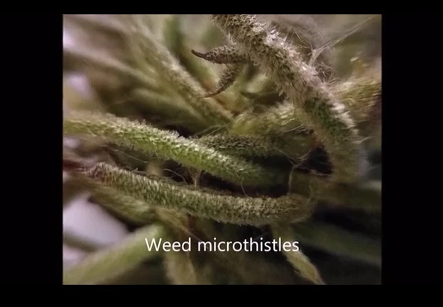Weed microthistles seen through the UH polymer lens (Photo: University of Houston)
